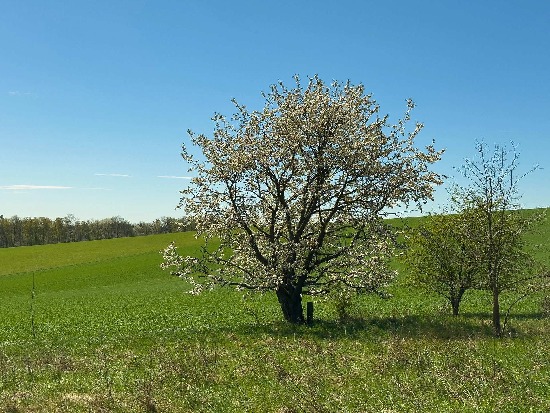 Kvetoucí stromy, zelené louky a čistý vzduch podtrhují atmosféru klidného venkovského bydlení.